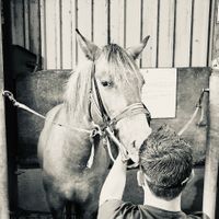 dierenarts melle tandheelkunde bij het paard aan het uitvoeren